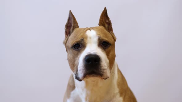 American Staffordshire Terrier on a Grey Background