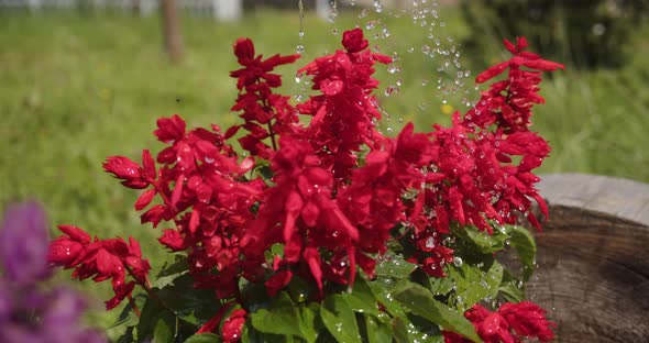 Water From A Watering Can Waters Red Flowers