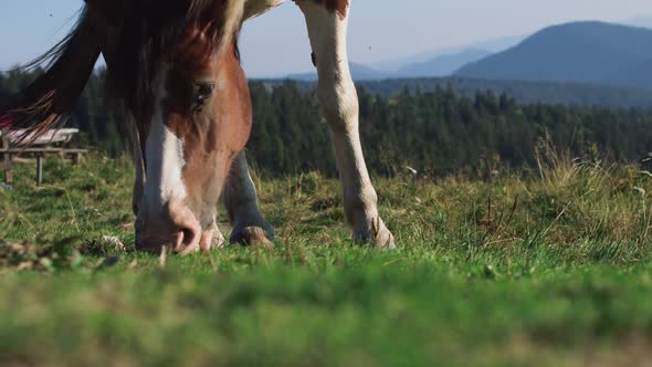 Brown Horse Grazing Eating Grass Summer Sun Tail Swish Slow Motion alt