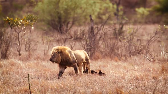 African lion in Kruger National park, South Africa alt