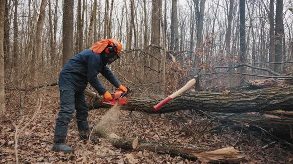 A Felled Tree Trunk Is Sawn By a Lumberjack