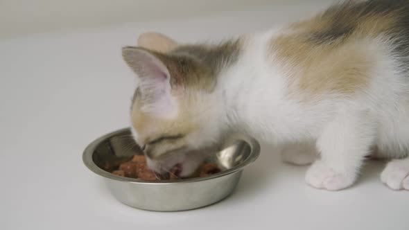 The Tricolor Kitten is Happy to Eat Cat Food From an Aluminum Bowl alt