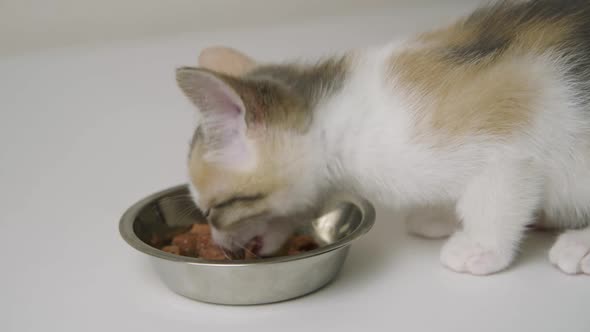 The Tricolor Kitten is Happy to Eat Cat Food From an Aluminum Bowl