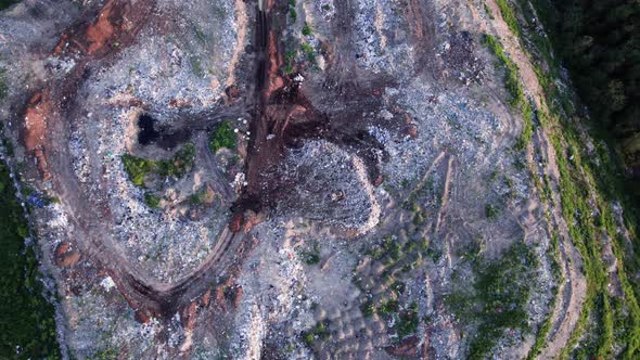 Gulls Feeding on Food Waste Fly Over It alt