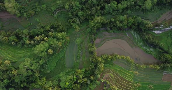 Drone Birds Eye: Idyllic green Plantation with growing vegetables in countryside of Magelang,Indones alt