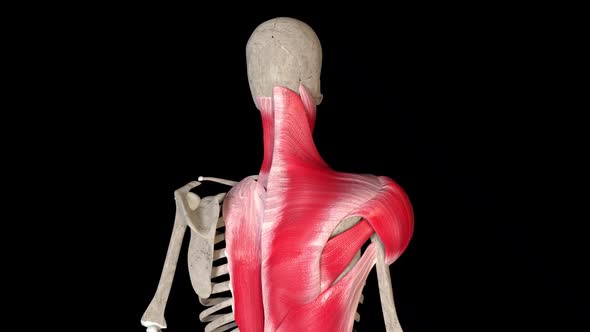 Shoulder Movements alt