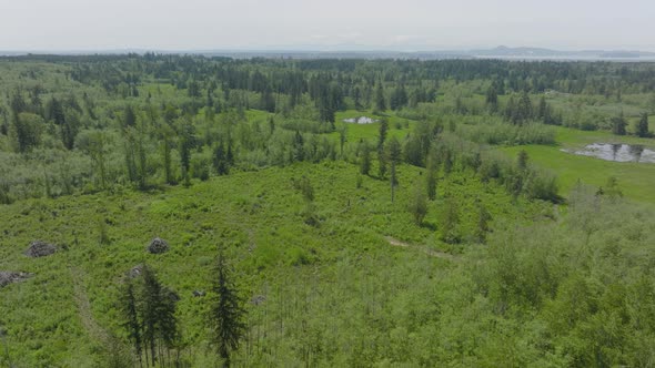 Flyover beautiful green landscape in Bellingham, Washington on a pretty summer day. alt