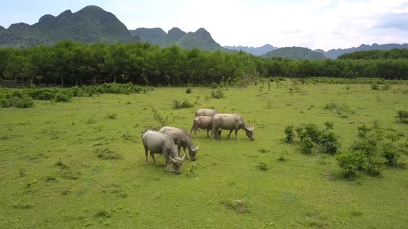 Buffaloes Graze on Pastureland at Tropical Wood Upper View alt