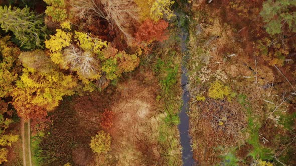 Aerial View. Autumn Forest, Treetops