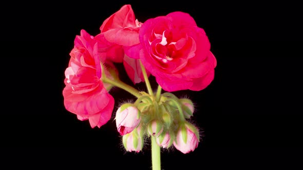 Time Lapse of Opening Red Geranium Pelargonium Flower alt