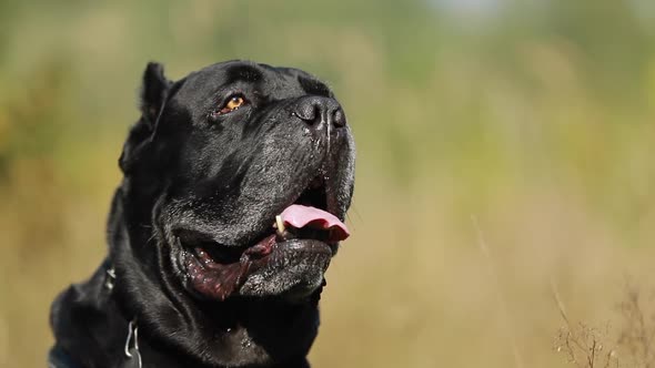 Slow Motion Of Close Up Portrait Black Cane Corso Dog Sitting Barking In Grass alt