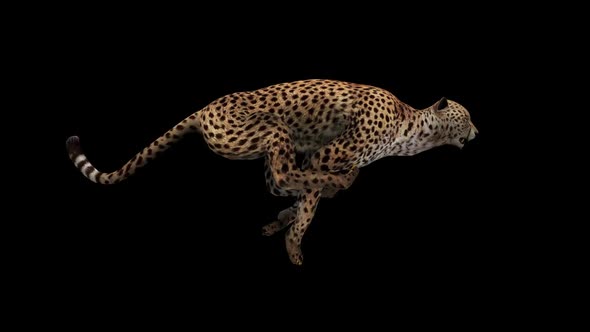 Cheetah Running Side View Looped
