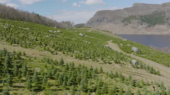 Christmas tree plantation,drone flyover. Commercial forestry scene of tree nursery, Norway alt