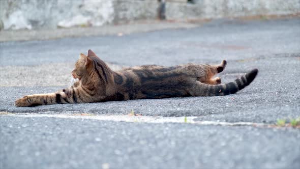 Lazy Cat Relaxing alt