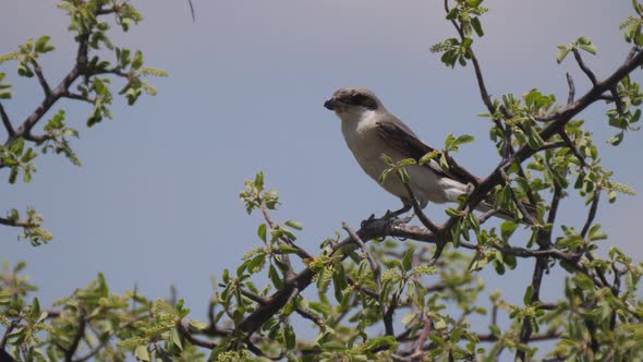 Loggerhead shrike sitting on a tree branch alt