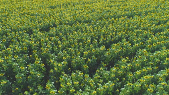 Aerial View of Blooming Sunflower Field in Summer at Sunrise alt