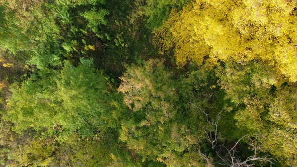 Flying over autumn tree tops in the forest, view from the top.