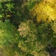 Flying over autumn tree tops in the forest, view from the top. - VideoHive Item for Sale