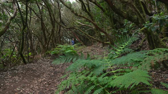 The Path of the Enchanted Forest