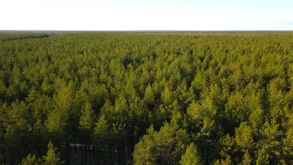 Flying Over an Endless Coniferous Forest in Early Autumn