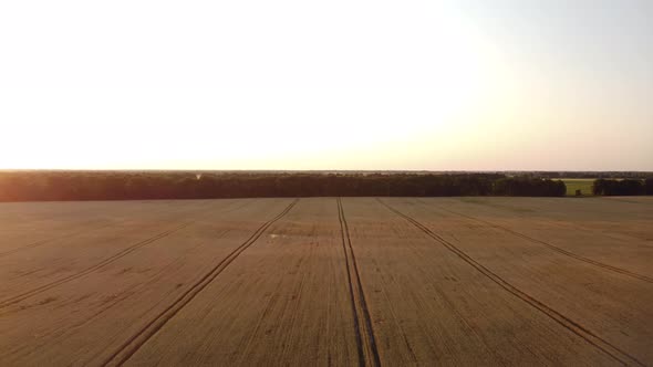 Wheat Fields at Sunset alt