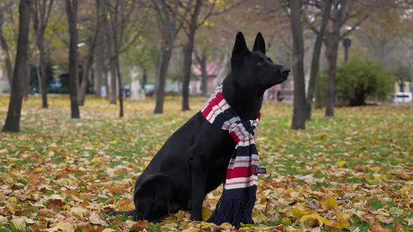 Black Dog German Shepherd Breed Sits in the Autumn Park alt