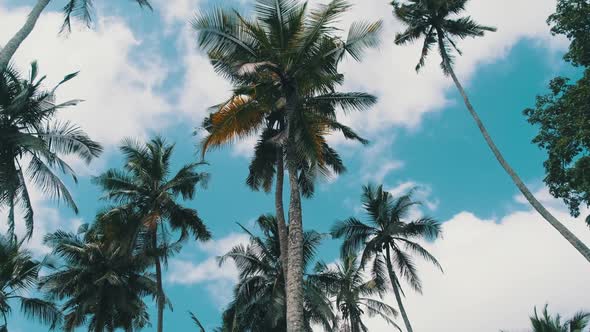 Lot of Tall Palm Trees Swaying in the Wind Against the Sky Africa Palm Grove alt