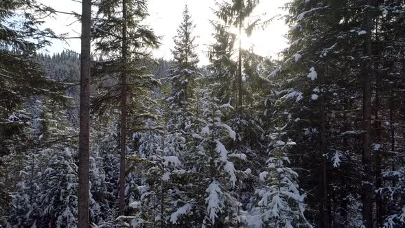 Sun Is Shining Through the Snowy Pine Forest in Winter. Aerial Crane Shot,  alt