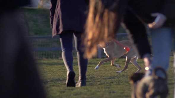 Active Dog Running Freely On The Grass On A Sunny Morning. tracking shot alt