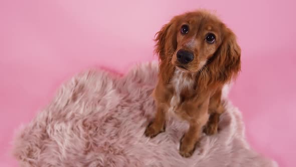 Top View of Cute English Cocker Spaniel in Studio on Pink Background alt