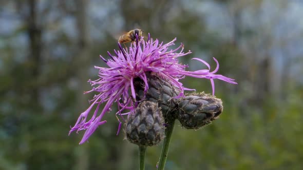 Hardworking bumblebee sucking juicy nectar Switzerland alt