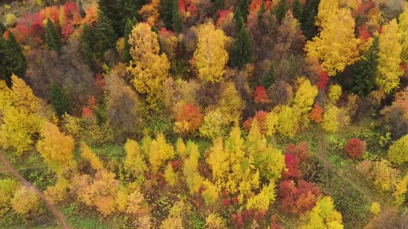 Multicolors city park in autumn. Aerial view, drone.