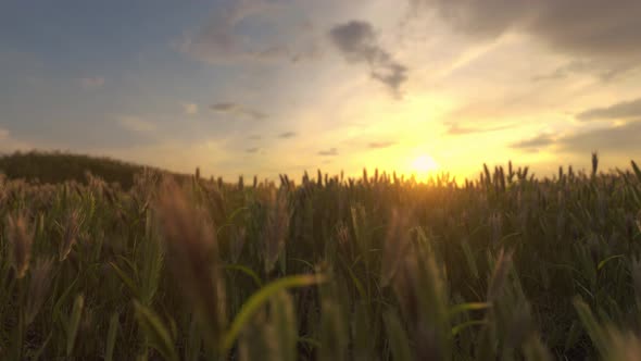 Landscape Fantastic Sunset On The Wheat Field