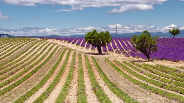 Time Lapse of Lavender field in Provence, Provence-Alpes-Côte d’Azur, France alt