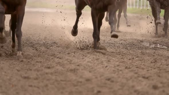 Herd of Horses Raises Dust