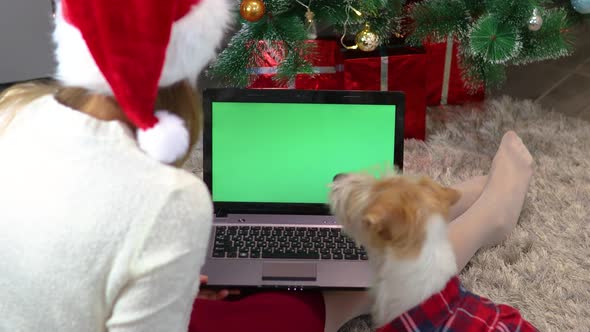 A girl shows a dog in a red shirt a laptop with a green screen under a Christmas tree