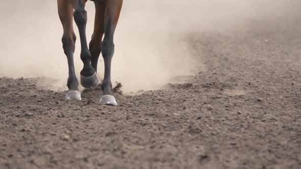 Horse Runs on Loose Ground