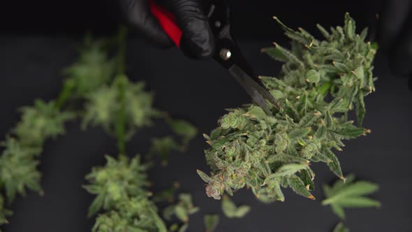 Growers Trim Their Pot Buds Before Drying. Man's Hands Trimming Marijuana Bud. Growers Trim Cannabis alt