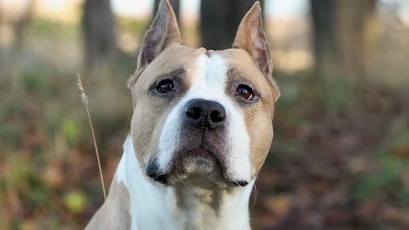 American Staffordshire Terrier sits in nature