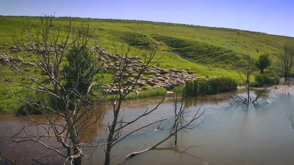 Sheep on a Green Meadow Graze Near a Pond Drone Fly