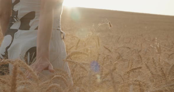 Woman walking in a large golden wheat field during sunset alt