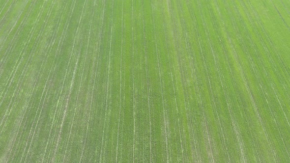 Endless green crops by early spring 4K drone video alt
