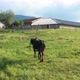 Small Animal Farm In Bulgaria - VideoHive Item for Sale