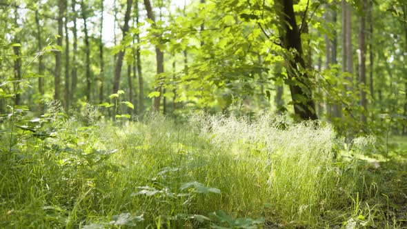 Green Grass in a Forest During a Summer and Sunny Day