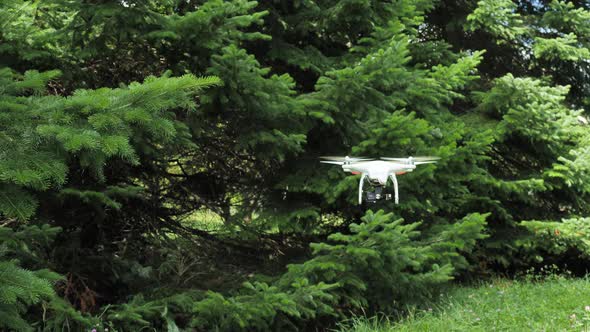 Flying dron in the spruce forest.