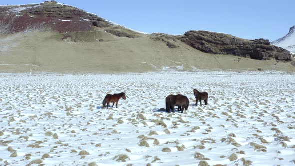 Wild Icelandic Horses in Snowy Conditions With Beautiful Iceland Landscape alt