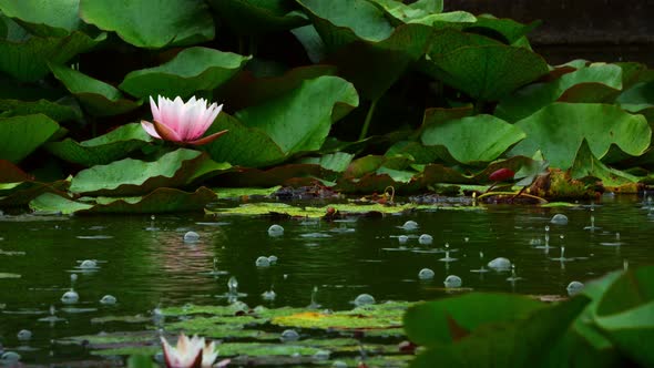 Lotus Flowers On Lake Water And Rain 1 alt