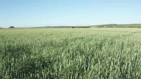 Flying Low Above Green Wheat Field in Summer