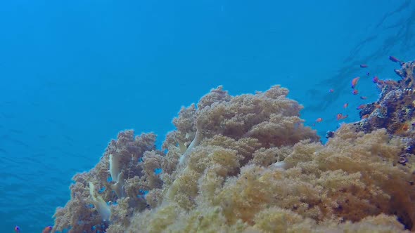 Broccoli Soft Coral and Blue Water alt