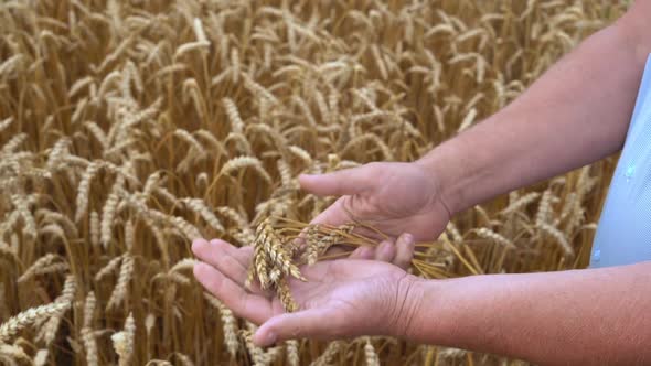 a farmer looks at the ripeness of wheat grains hands close up